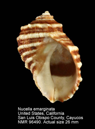 Nucella emarginata (6).jpg - Nucella emarginata(Deshayes,1839)